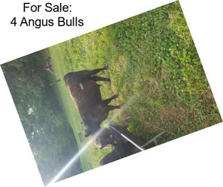 For Sale: 4 Angus Bulls