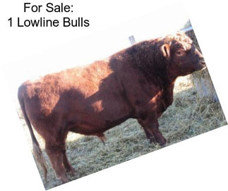 For Sale: 1 Lowline Bulls