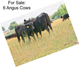 For Sale: 6 Angus Cows