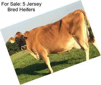 For Sale: 5 Jersey Bred Heifers