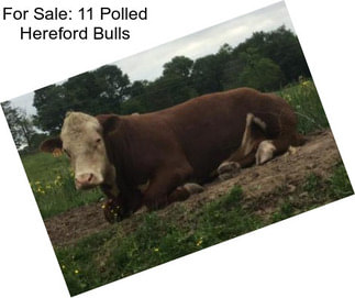 For Sale: 11 Polled Hereford Bulls