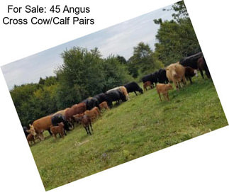 For Sale: 45 Angus Cross Cow/Calf Pairs