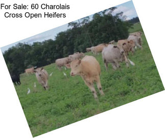 For Sale: 60 Charolais Cross Open Heifers