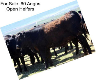 For Sale: 60 Angus Open Heifers