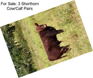 For Sale: 3 Shorthorn Cow/Calf Pairs