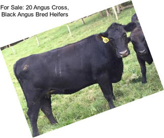 For Sale: 20 Angus Cross, Black Angus Bred Heifers