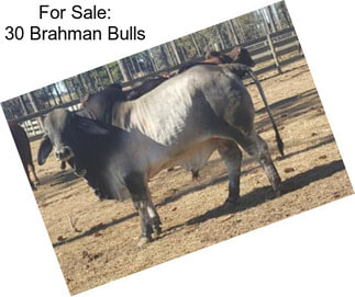For Sale: 30 Brahman Bulls