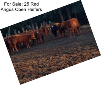 For Sale: 25 Red Angus Open Heifers