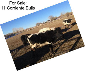 For Sale: 11 Corriente Bulls