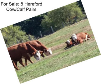 For Sale: 8 Hereford Cow/Calf Pairs