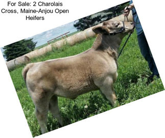 For Sale: 2 Charolais Cross, Maine-Anjou Open Heifers