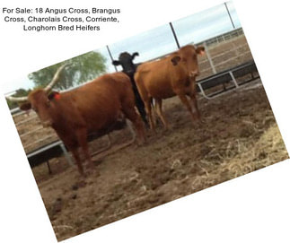 For Sale: 18 Angus Cross, Brangus Cross, Charolais Cross, Corriente, Longhorn Bred Heifers