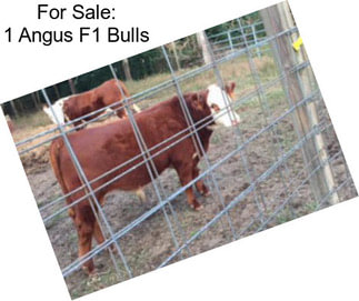 For Sale: 1 Angus F1 Bulls