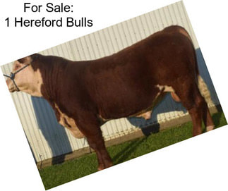 For Sale: 1 Hereford Bulls