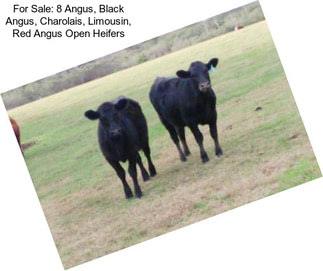 For Sale: 8 Angus, Black Angus, Charolais, Limousin, Red Angus Open Heifers