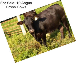 For Sale: 19 Angus Cross Cows