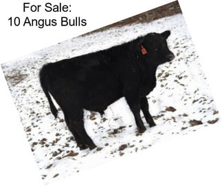 For Sale: 10 Angus Bulls