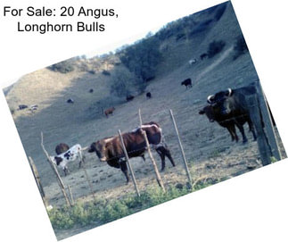 For Sale: 20 Angus, Longhorn Bulls