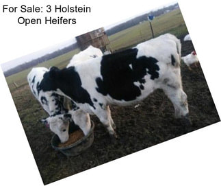 For Sale: 3 Holstein Open Heifers