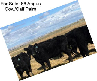 For Sale: 66 Angus Cow/Calf Pairs