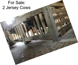 For Sale: 2 Jersey Cows