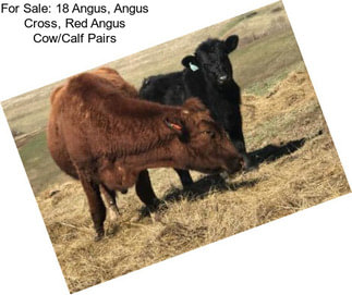 For Sale: 18 Angus, Angus Cross, Red Angus Cow/Calf Pairs