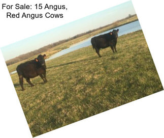 For Sale: 15 Angus, Red Angus Cows