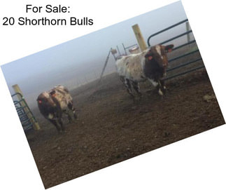 For Sale: 20 Shorthorn Bulls