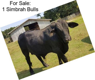 For Sale: 1 Simbrah Bulls