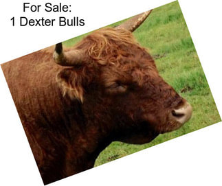 For Sale: 1 Dexter Bulls