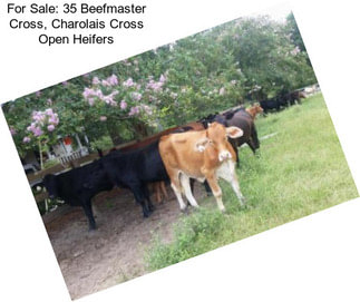 For Sale: 35 Beefmaster Cross, Charolais Cross Open Heifers