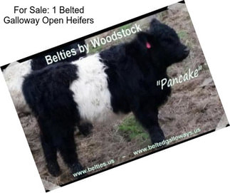 For Sale: 1 Belted Galloway Open Heifers