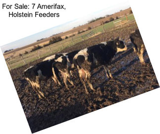 For Sale: 7 Amerifax, Holstein Feeders