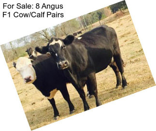 For Sale: 8 Angus F1 Cow/Calf Pairs