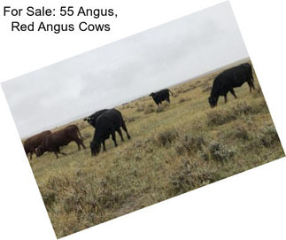 For Sale: 55 Angus, Red Angus Cows