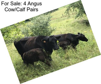 For Sale: 4 Angus Cow/Calf Pairs