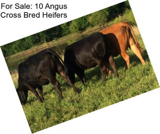 For Sale: 10 Angus Cross Bred Heifers