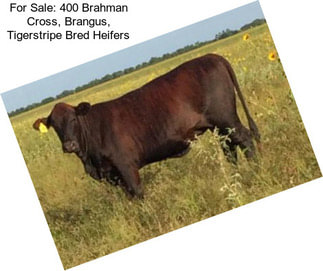 For Sale: 400 Brahman Cross, Brangus, Tigerstripe Bred Heifers