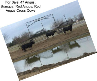 For Sale: 47 Angus, Brangus, Red Angus, Red Angus Cross Cows