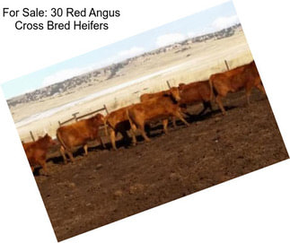 For Sale: 30 Red Angus Cross Bred Heifers