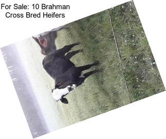 For Sale: 10 Brahman Cross Bred Heifers