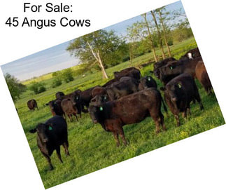 For Sale: 45 Angus Cows