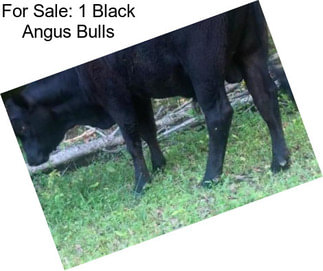 For Sale: 1 Black Angus Bulls