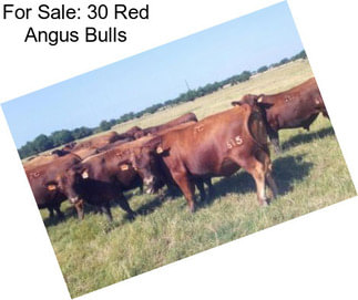 For Sale: 30 Red Angus Bulls