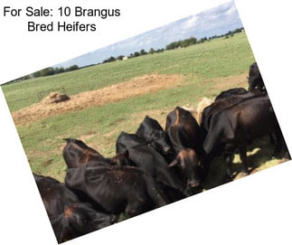 For Sale: 10 Brangus Bred Heifers