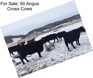 For Sale: 50 Angus Cross Cows