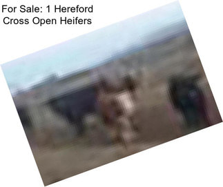 For Sale: 1 Hereford Cross Open Heifers