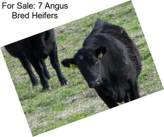 For Sale: 7 Angus Bred Heifers