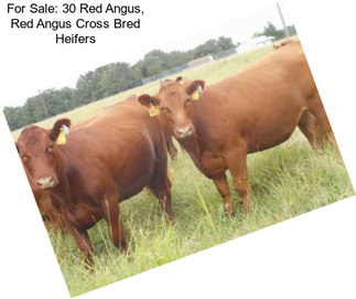 For Sale: 30 Red Angus, Red Angus Cross Bred Heifers