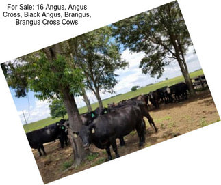 For Sale: 16 Angus, Angus Cross, Black Angus, Brangus, Brangus Cross Cows